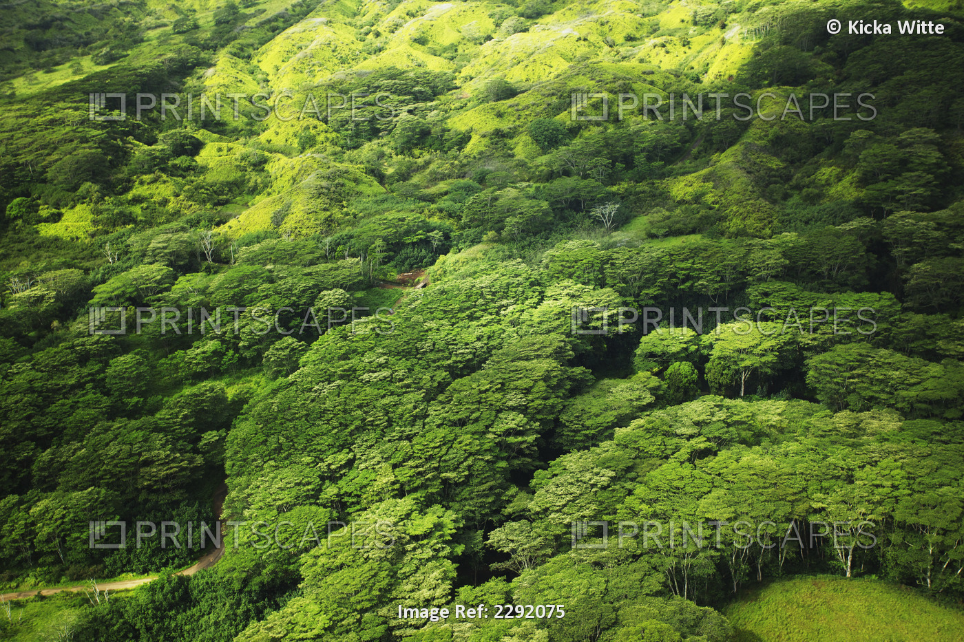 Lush tree tops in a forest; Hawaii united states of america