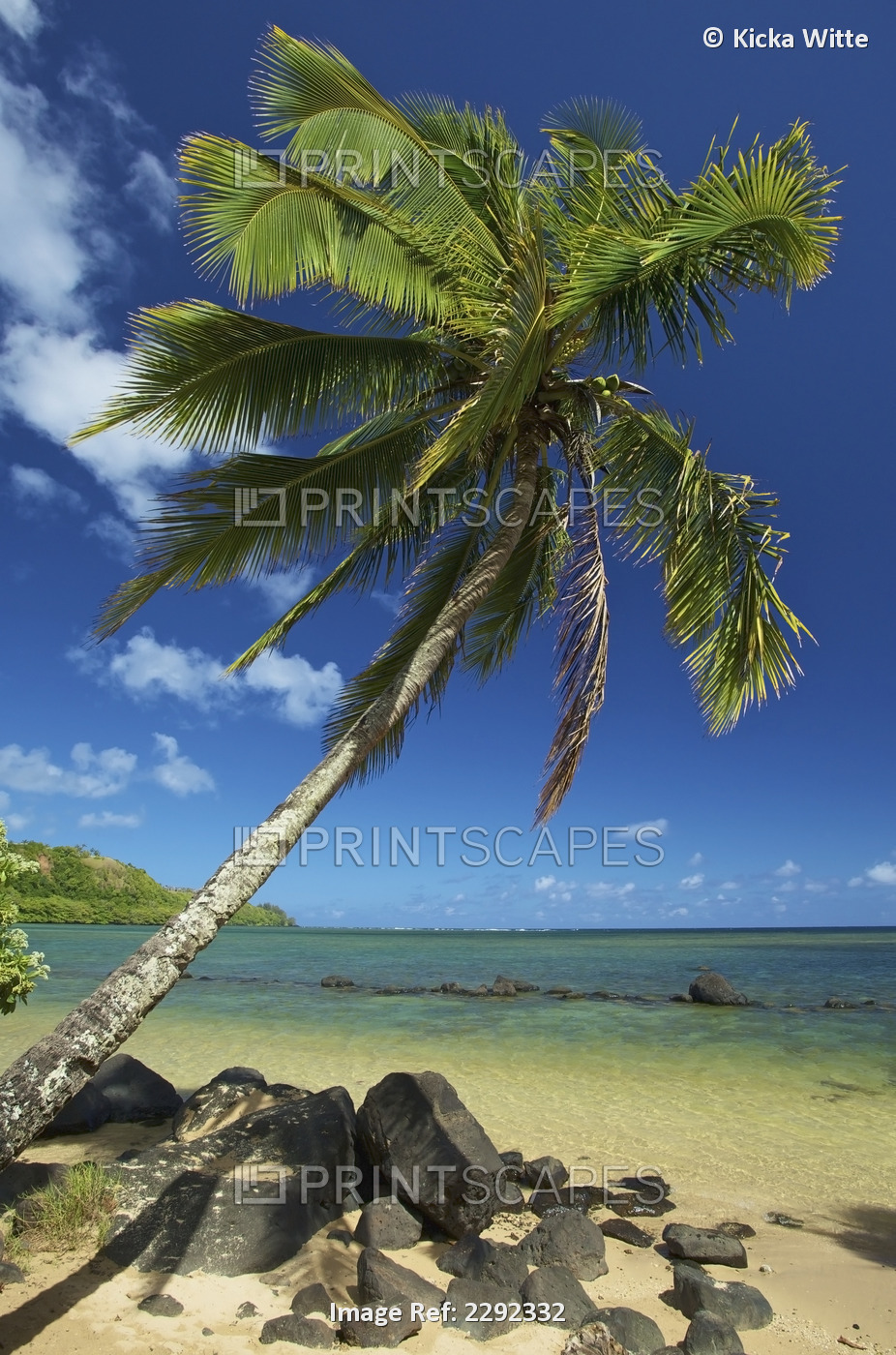 A palm tree leaning out to the ocean against a blue sky;Hawaii united states of ...