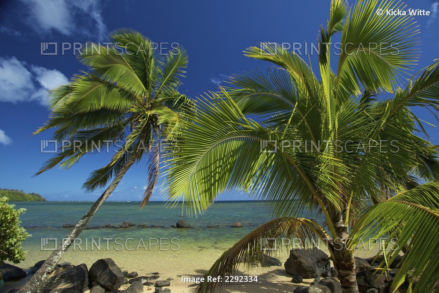 Palm trees on the shore by the ocean against a blue sky; Hawaii united states ...