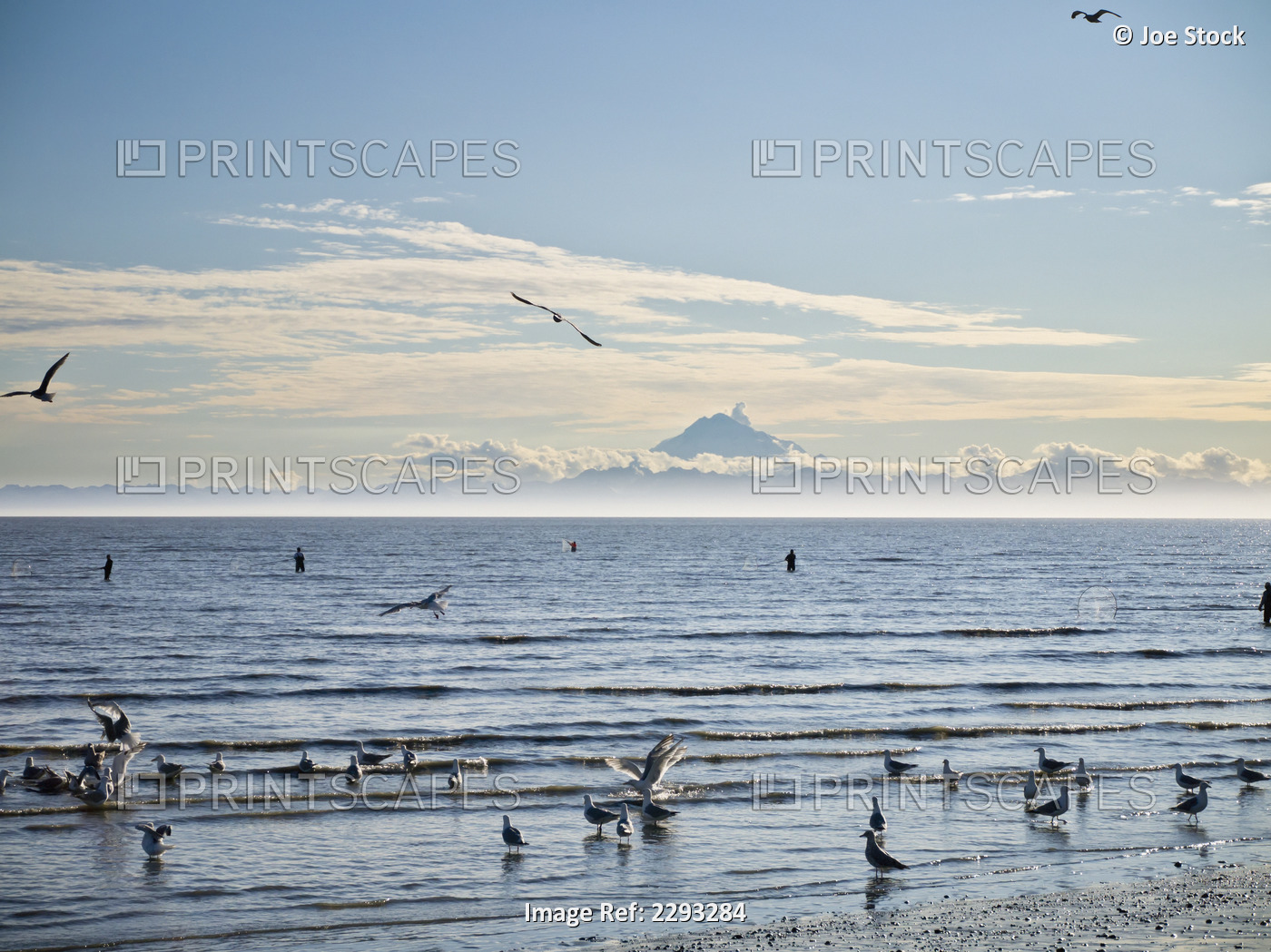 Seagulls Dip Netters And A View Of Mount Redoubt From The Kenai River Outlet ...