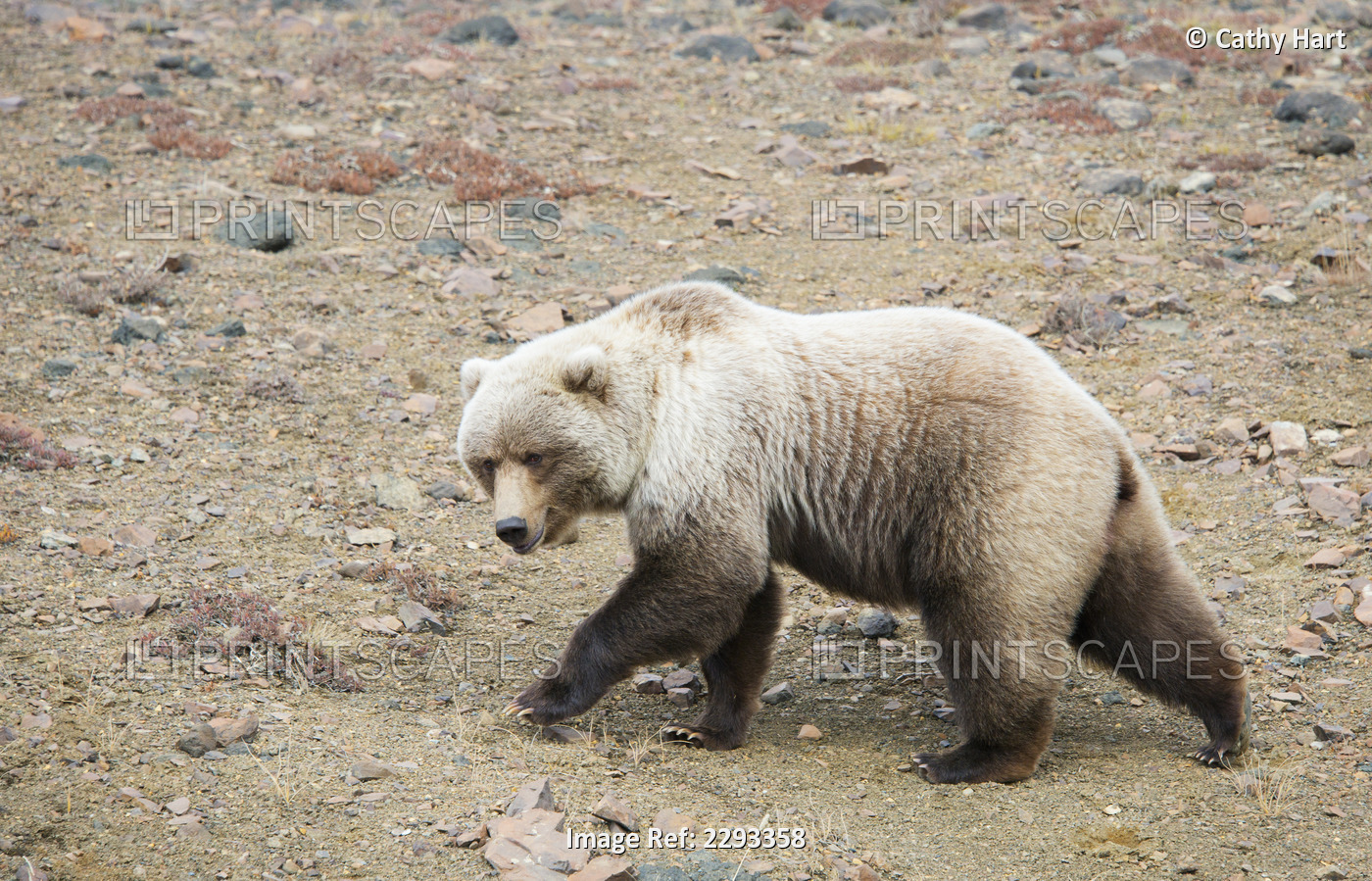 Brown bear (ursus arctos) walks across a gravel bed along the toklat river in ...