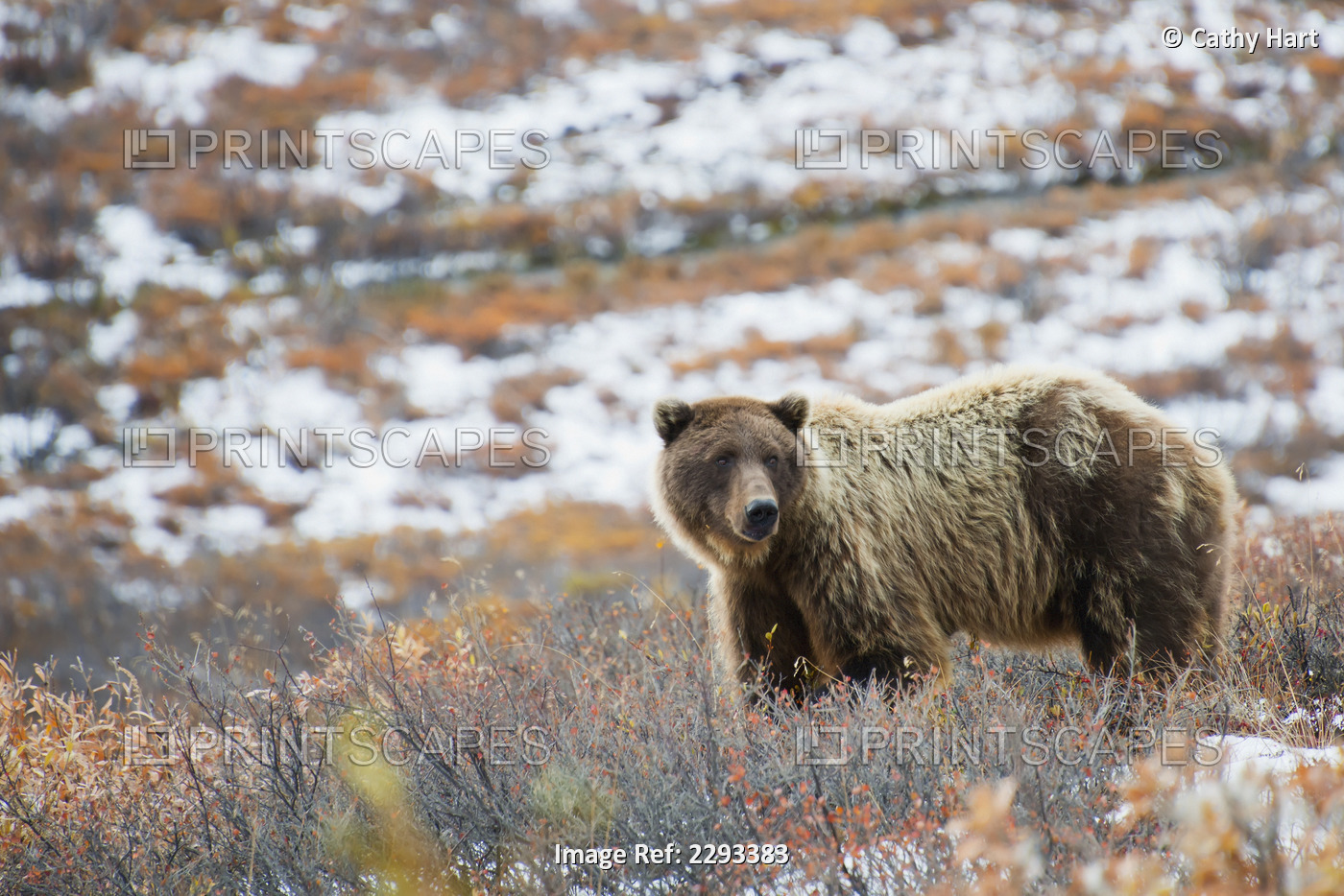 Brown bear (ursus arctos) watchful in a field in autumn in denali national ...