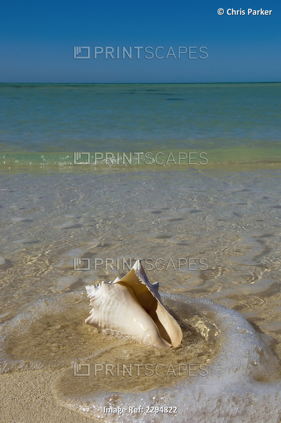 USA, Florida, Florida Keys, Conch shell on sandy beach; Key West