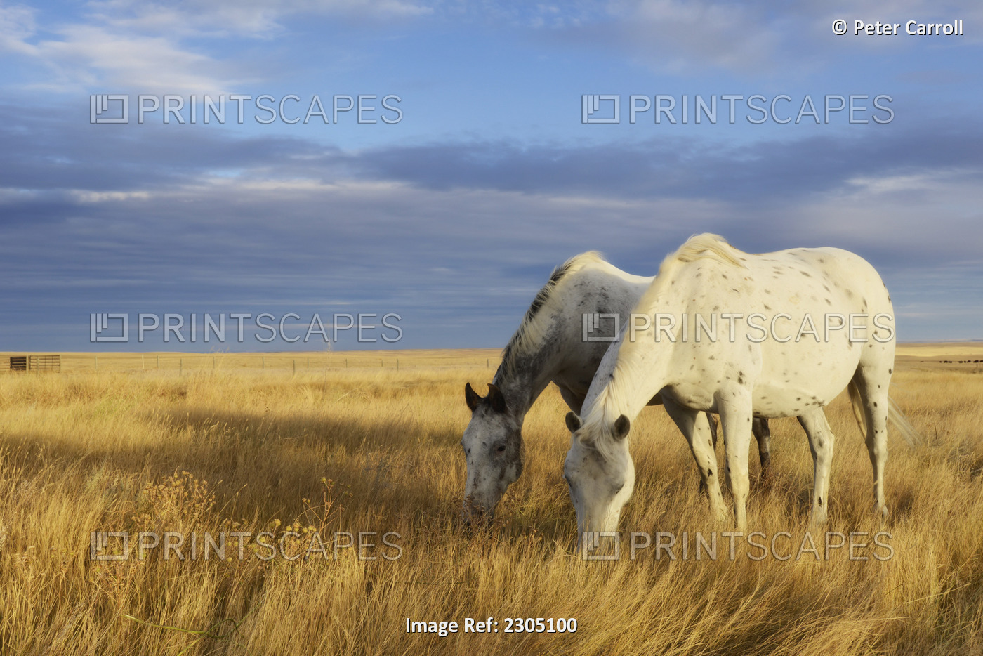 Horses Grazing In Cypress Hills Provincial Park;Alberta Canada
