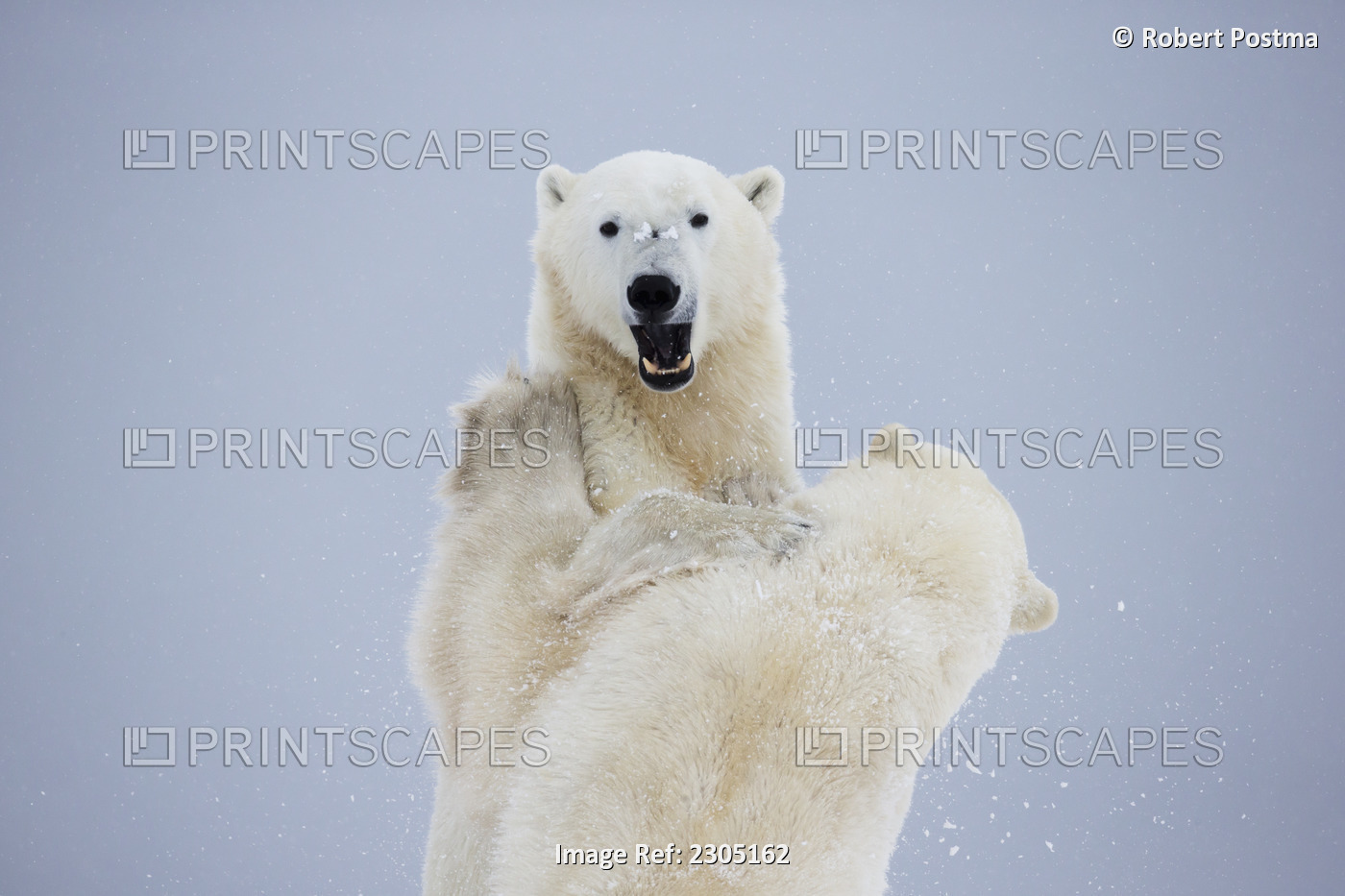 Polar Bears Play Fighting Along The Shores Of Hudson's Bay;Churchill Manitoba ...