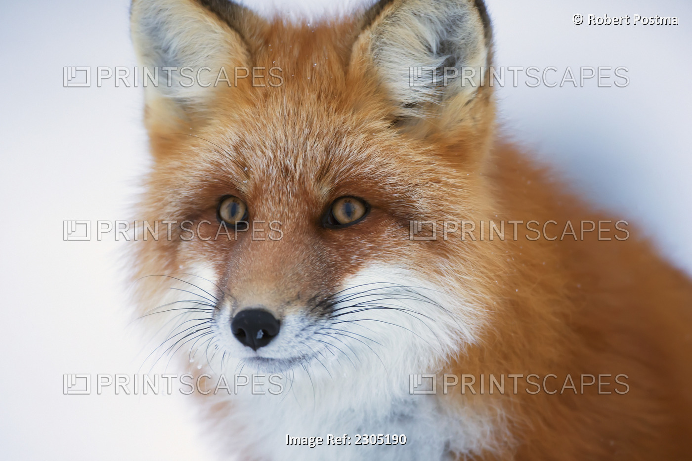Portrait Of Red Fox;Churchill Manitoba Canada
