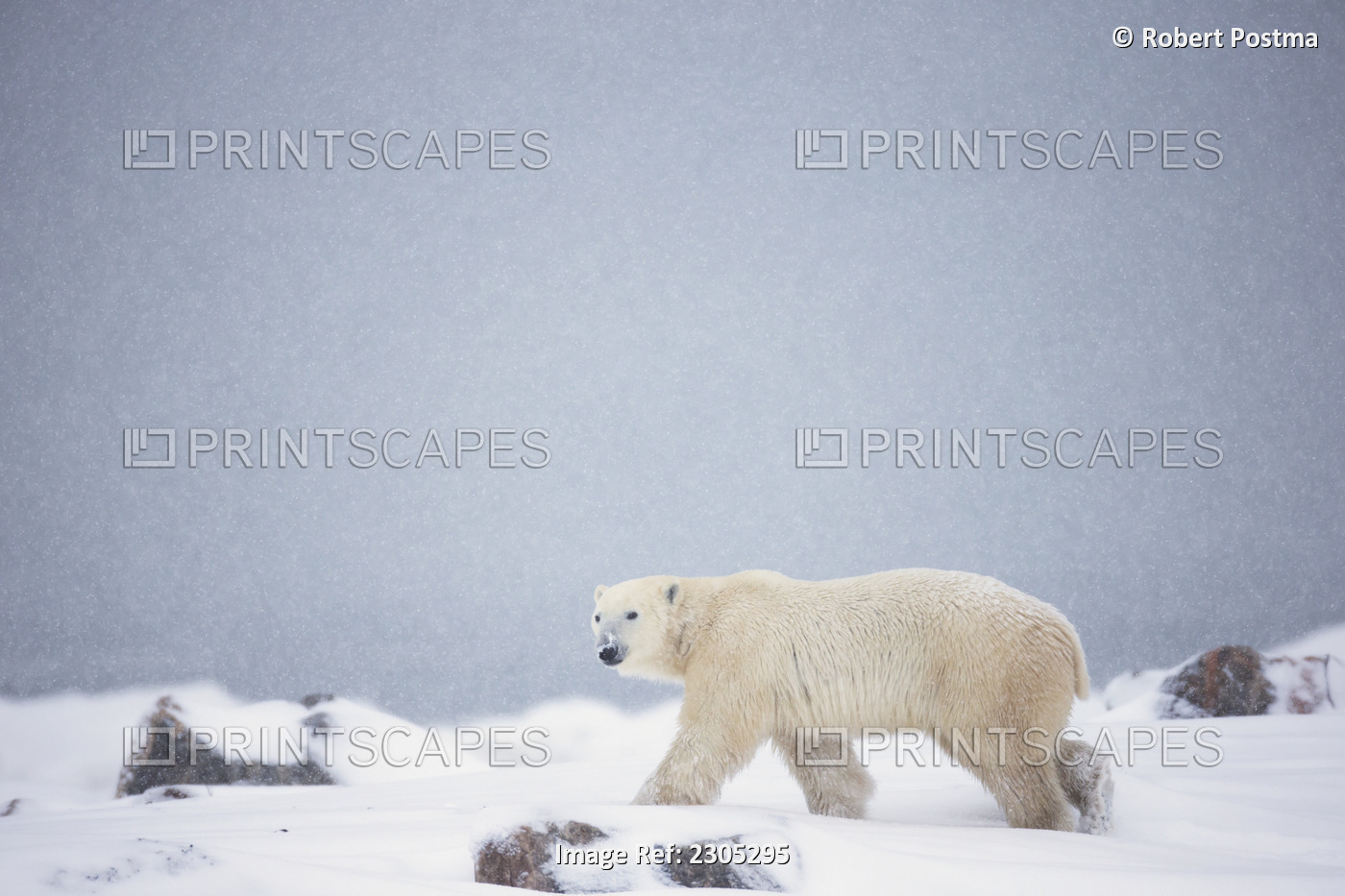 Polar Bear Walking Through The Snow Along The Shore Of Hudson's Bay; Churchill ...