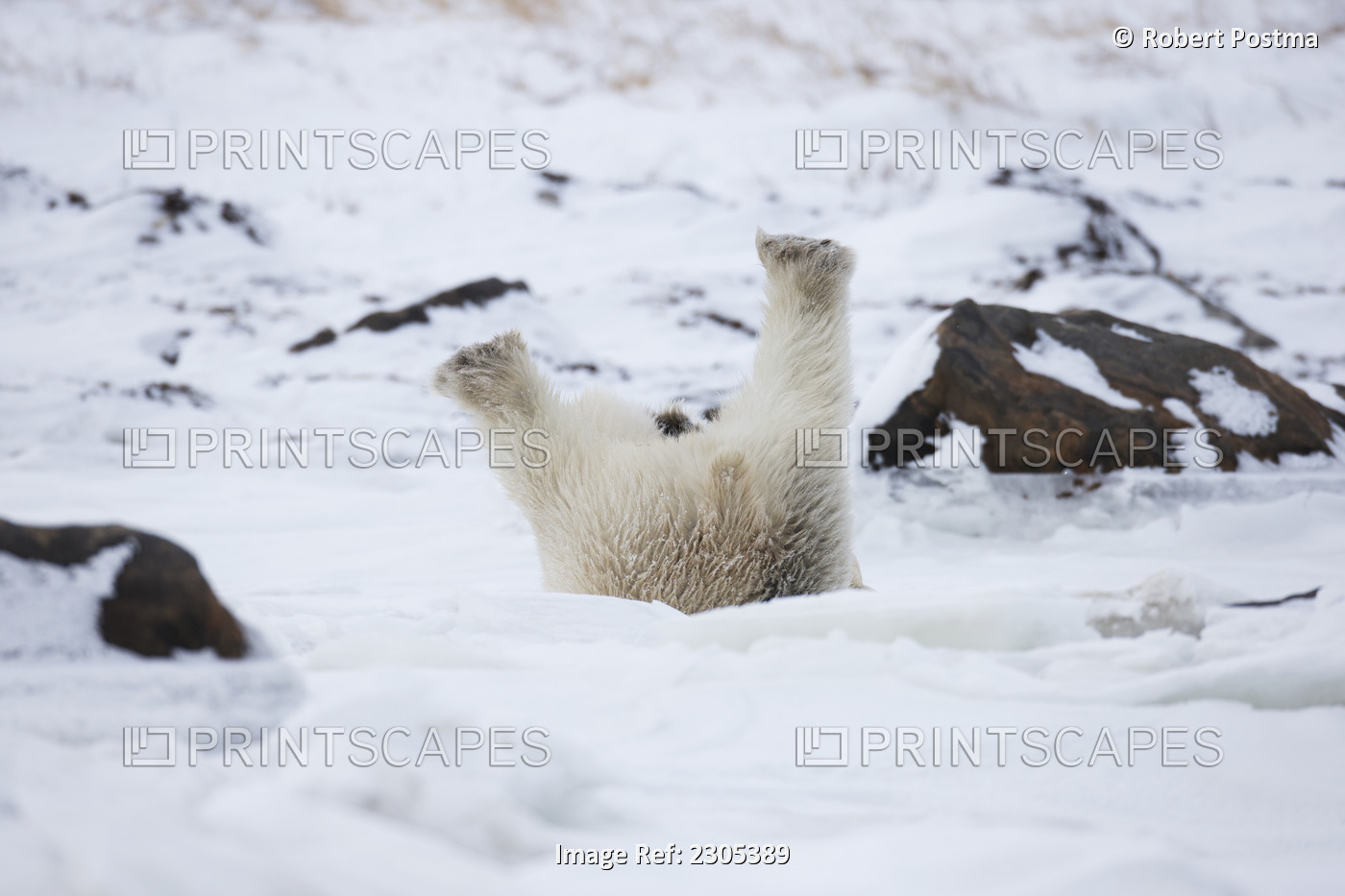 Polar Bear Rolling Around In The Snow; Churchill Manitoba Canada