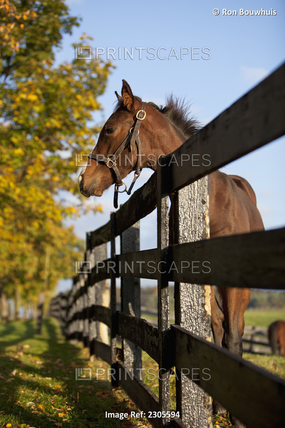 Horse By Farm Fence In Autumn;Caledon Ontario Canada