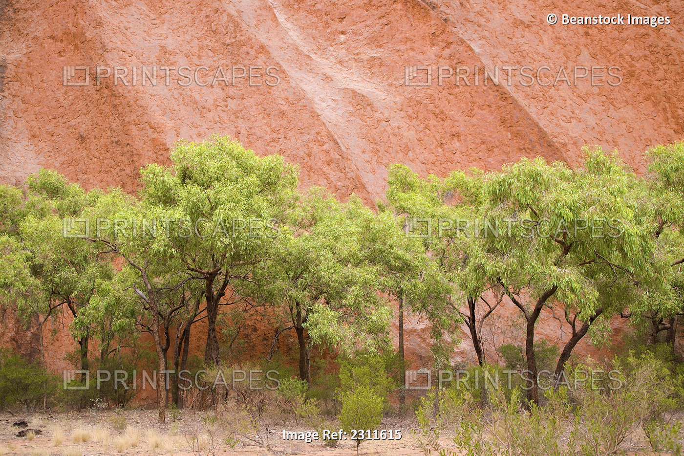 Eucalyptus Trees At Ayer's Rock In Uluru-Kata Tjuta National Park; Northern ...