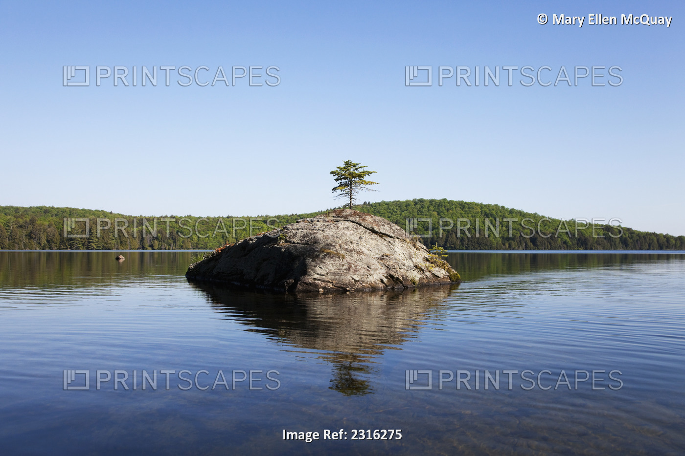 Lone Pine Sapling Growing Atop A Granite Rock By Smoke Lake In Algonquin Park; ...