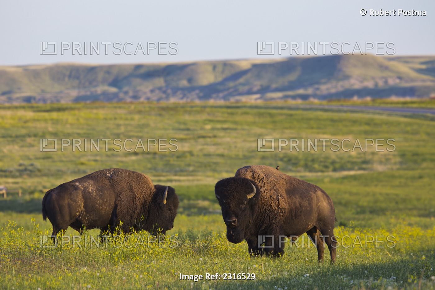 Bison In Grasslands National Park; Saskatchewan Canada