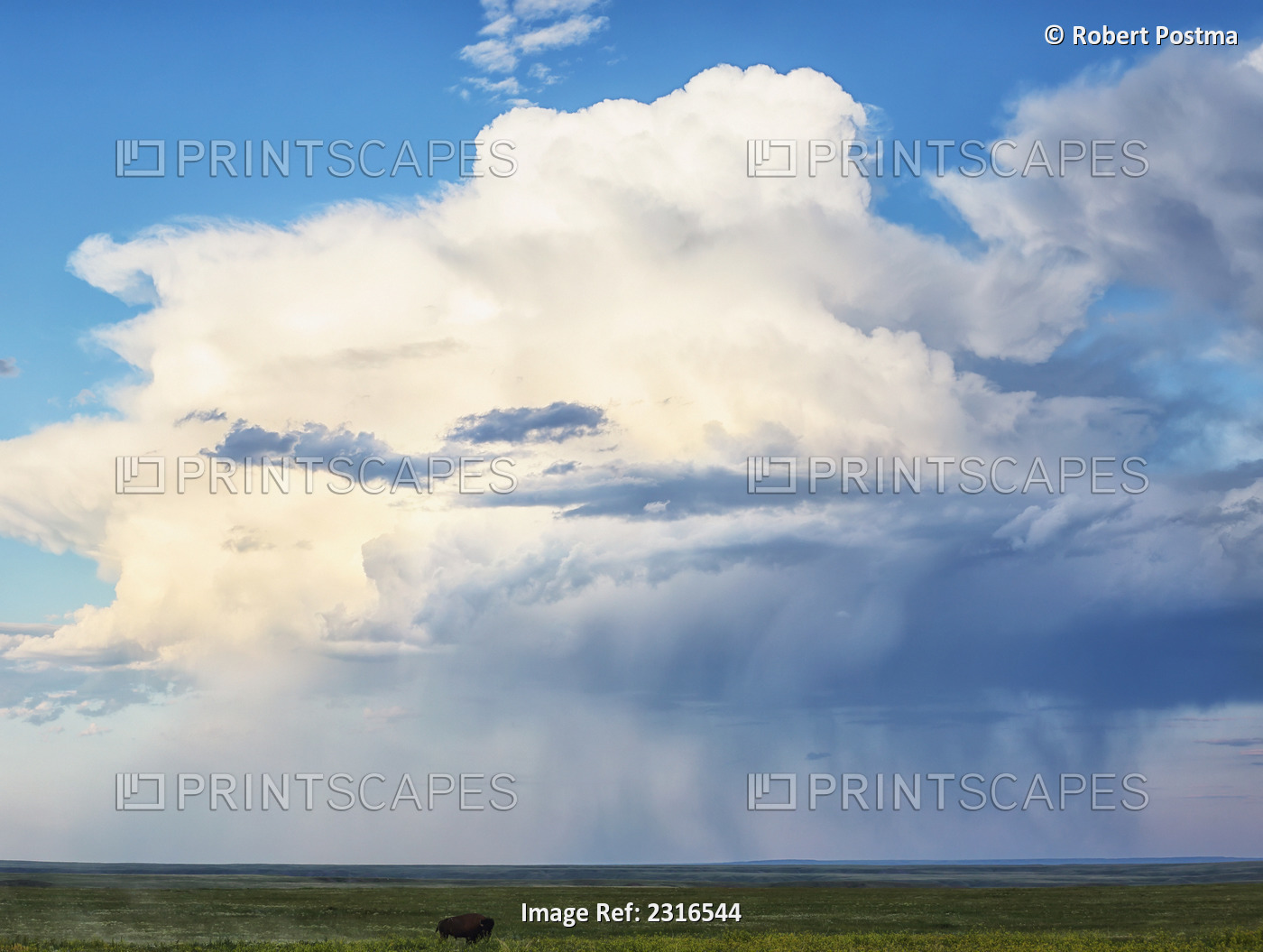 Bison Under A Passing Storm Over The Prairies In Grasslands National Park; ...