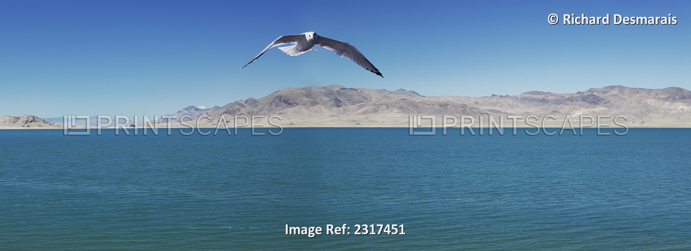 Seagull over pyramid lake;Nevada united states of america