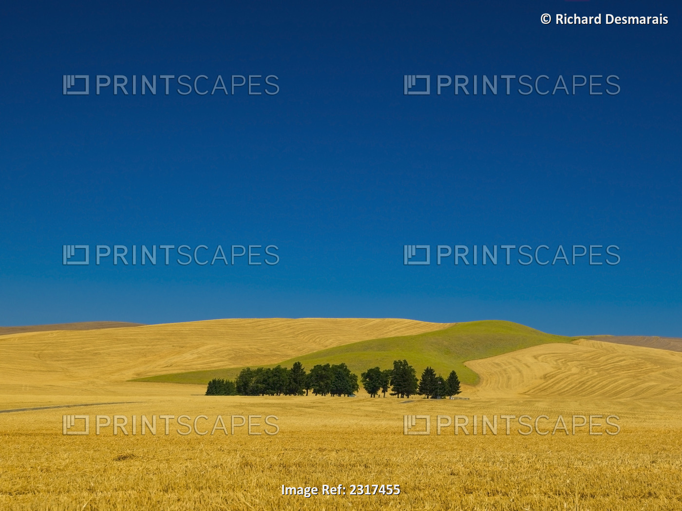 Cemetery with trees in a wheat field;Washington united states of america