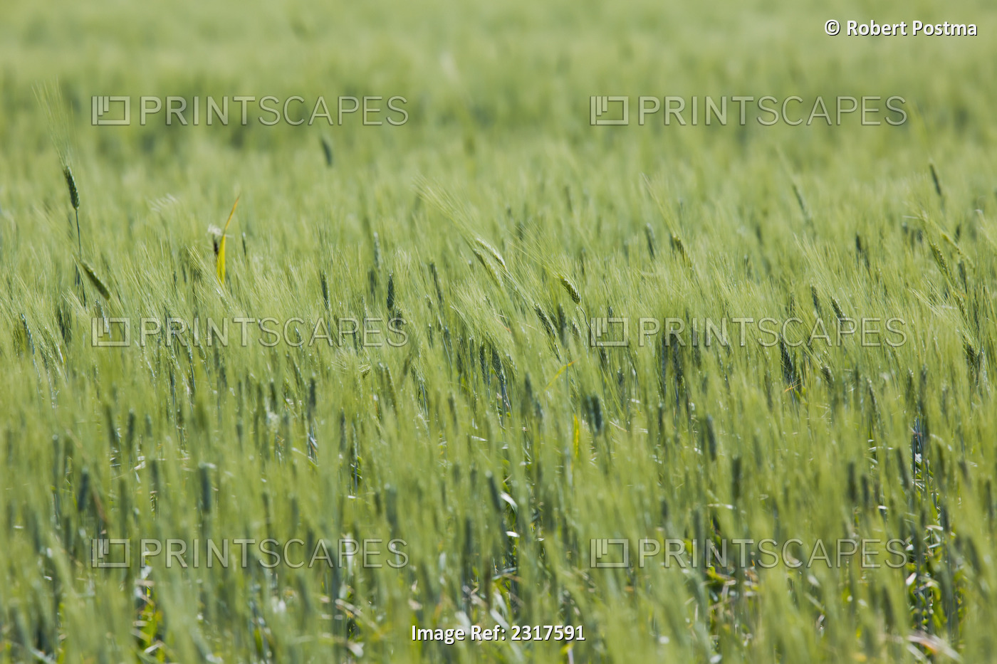 A wheat field blowing in the wind; Saskatchewan canada