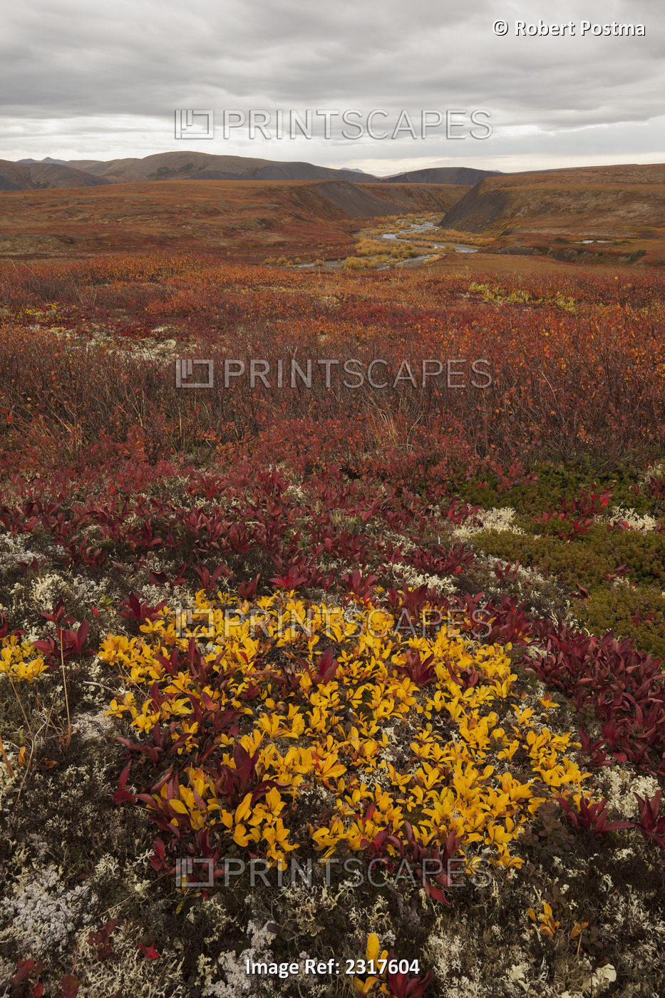 The autumn colours on the tundra along the dempster highway; Yukon canada