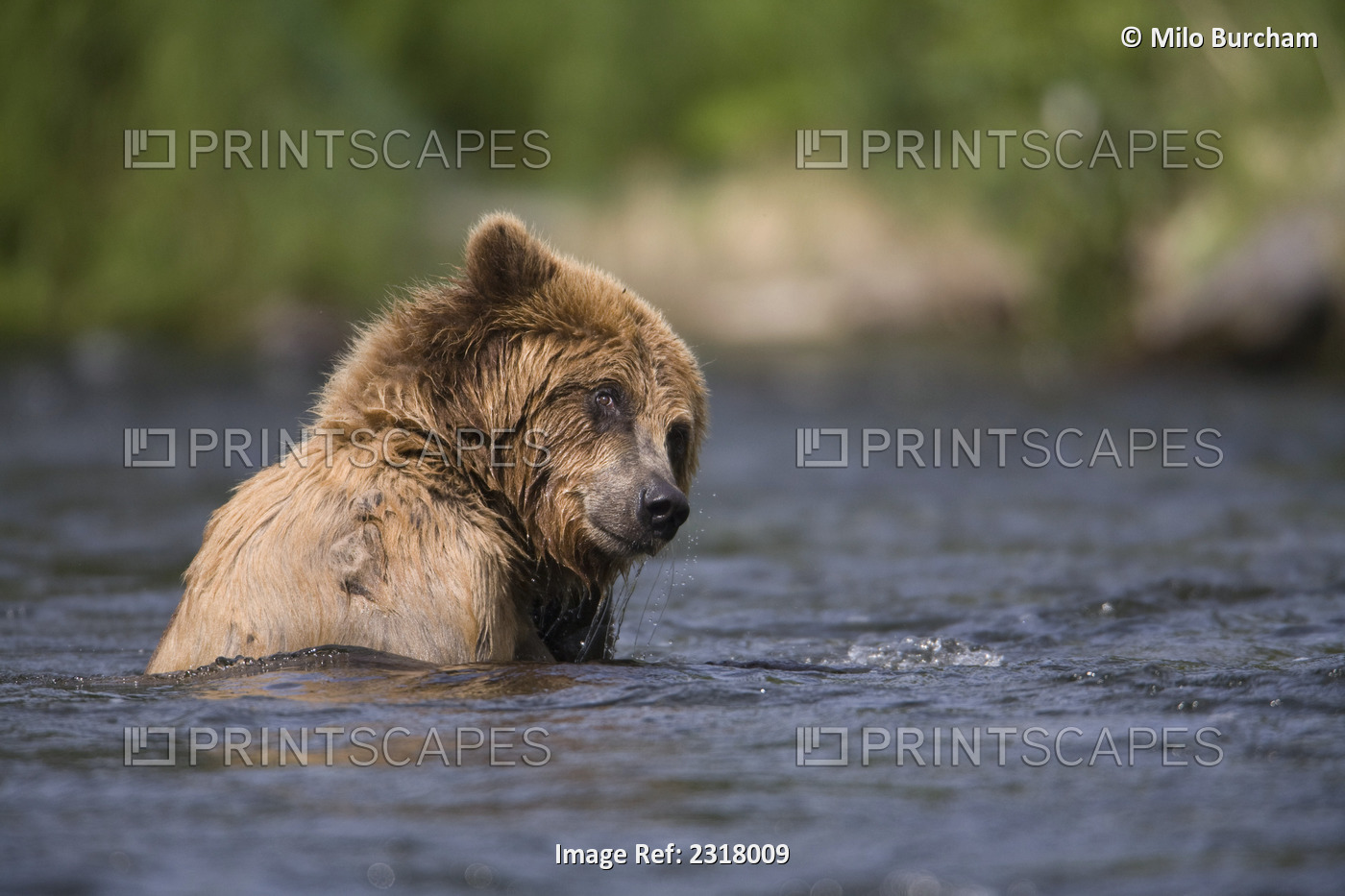 View Of Brown Bear Swimming In The Russian River, Kenai Peninsula, Southcentral ...