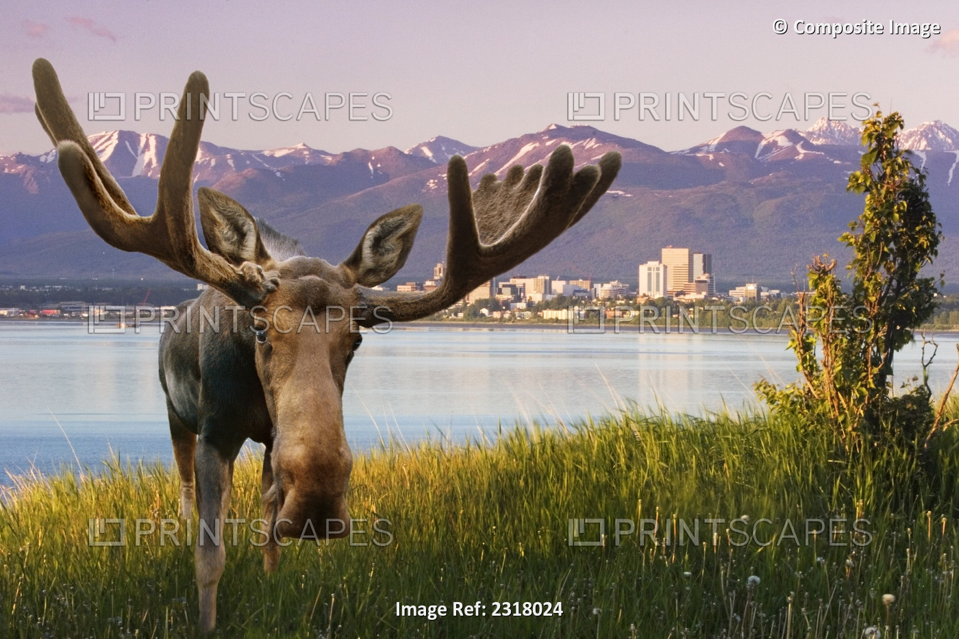 Bull Moose Standing In Front Of View Of Anchorage Skyline Summer Southcentral ...