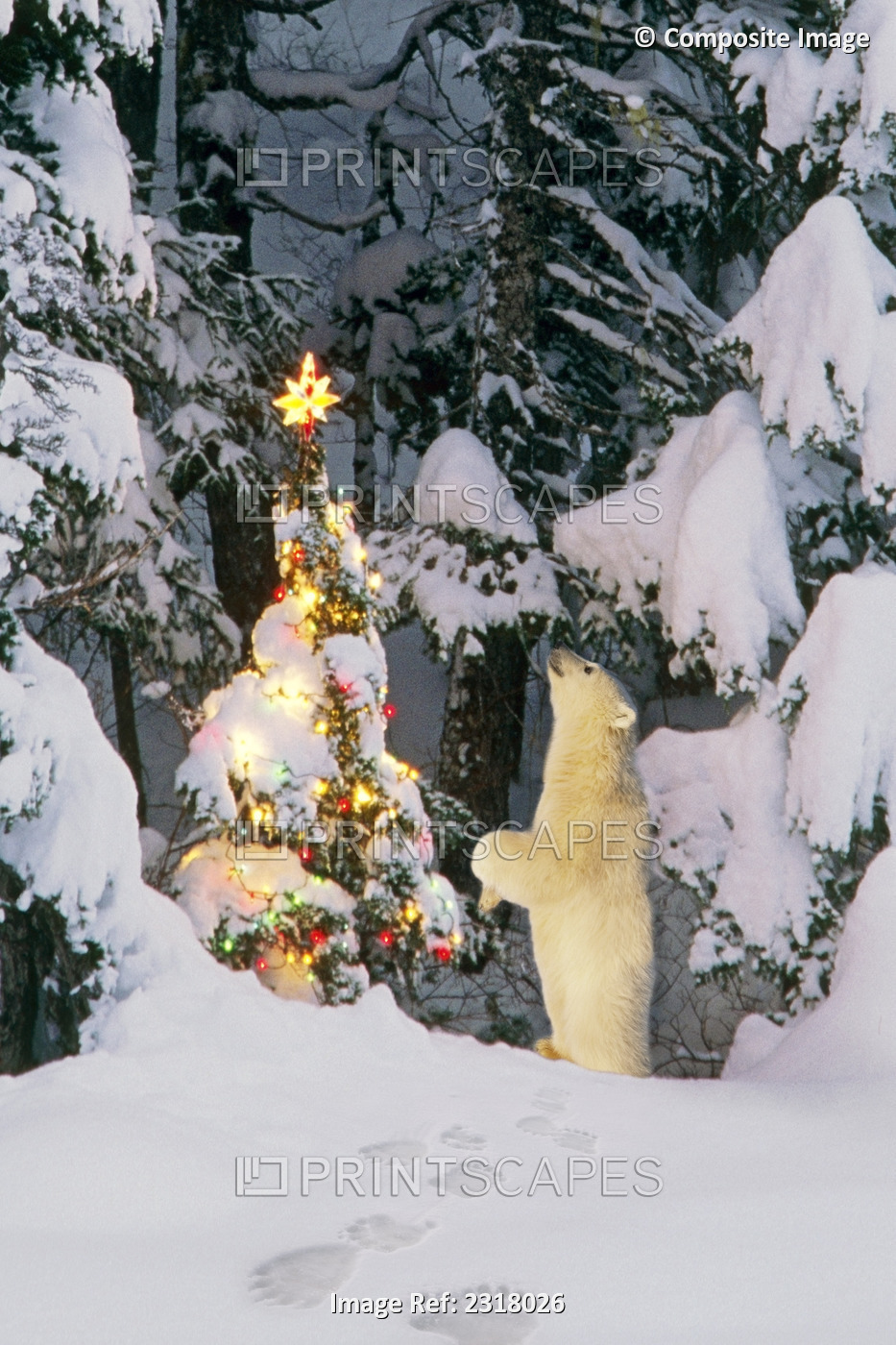 Polar Bear Cub Standing On Hind Legs Looking @ Star On Christmas Tree In Forest ...