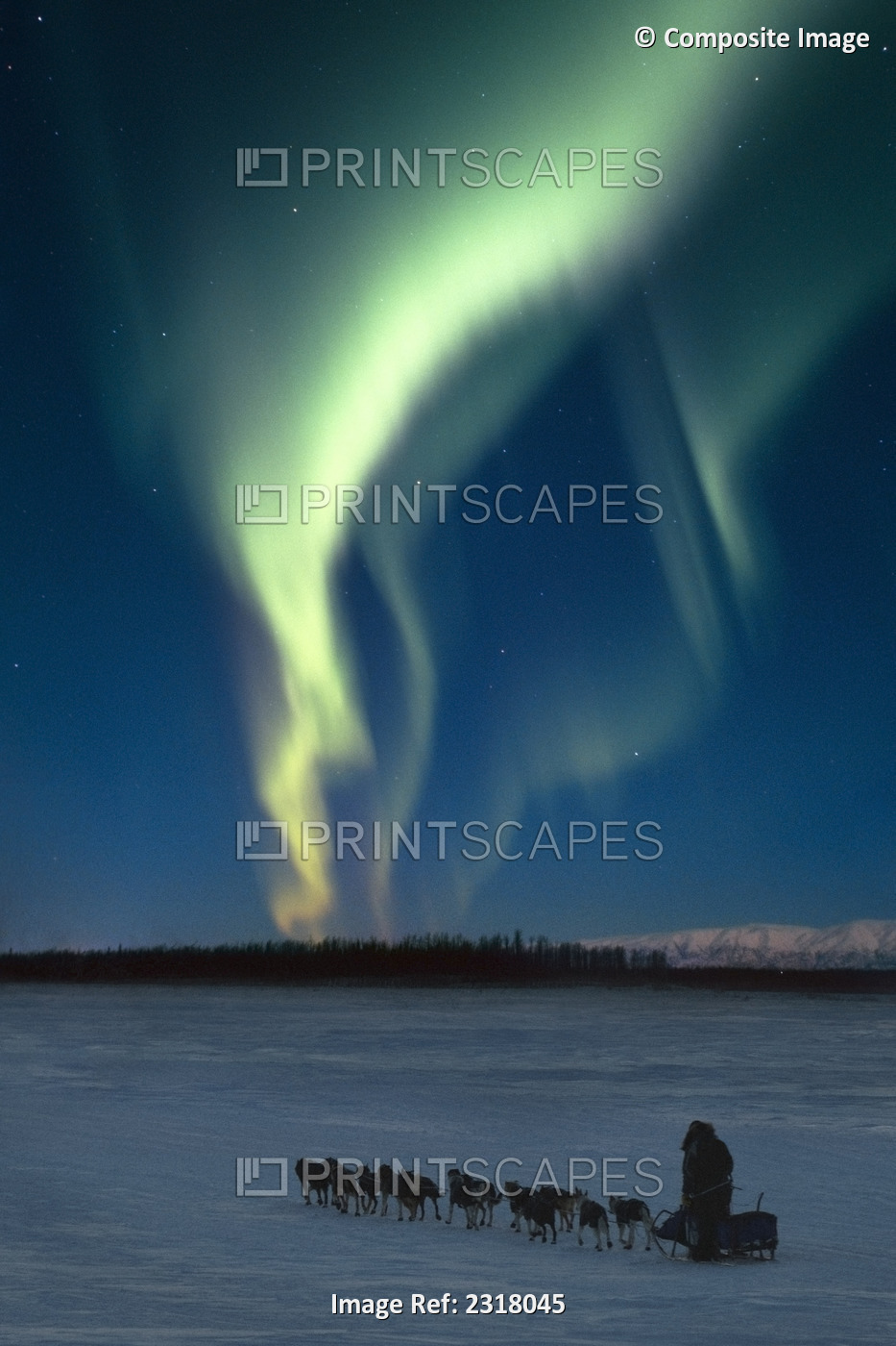 Scenic View Of Musher With Northern Lights Overhead Alaska, Winter. Composite