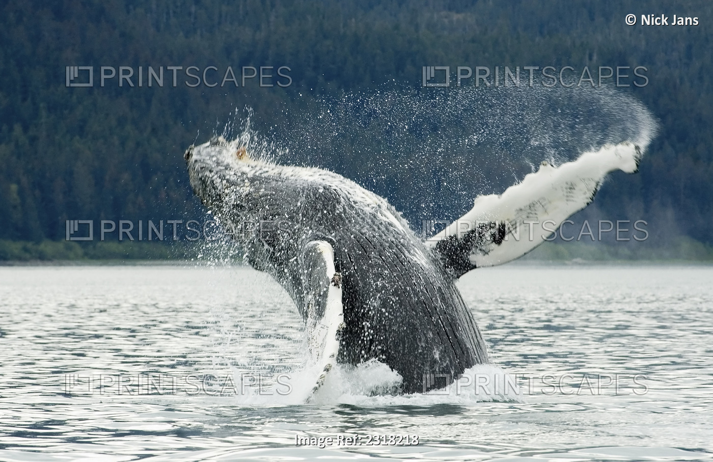 Humpback Whale Breaches Near Glacier Bay National Park, Southeast Alaska