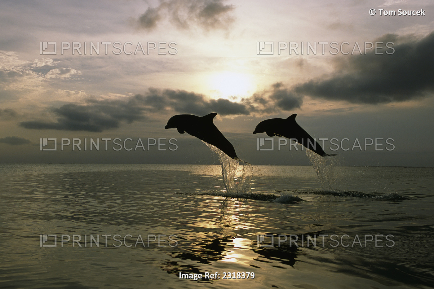 Pair Of Bottle Nose Dolphins Jumping @ Sunset Roatan Honduras Summer Backlit