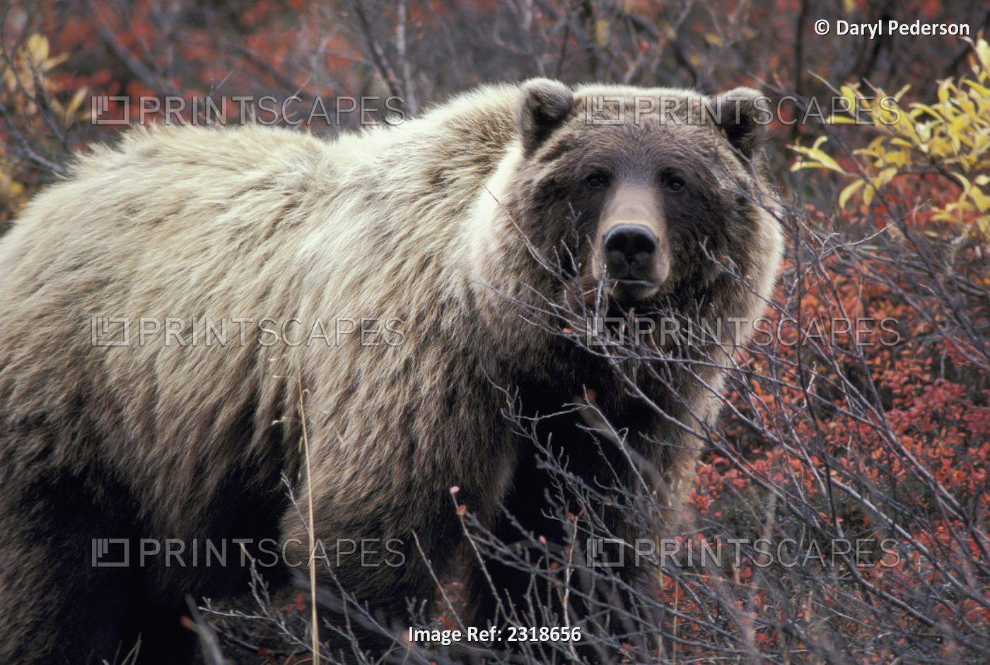 Grizzly Bear In Denali National Park Autumn Tundra