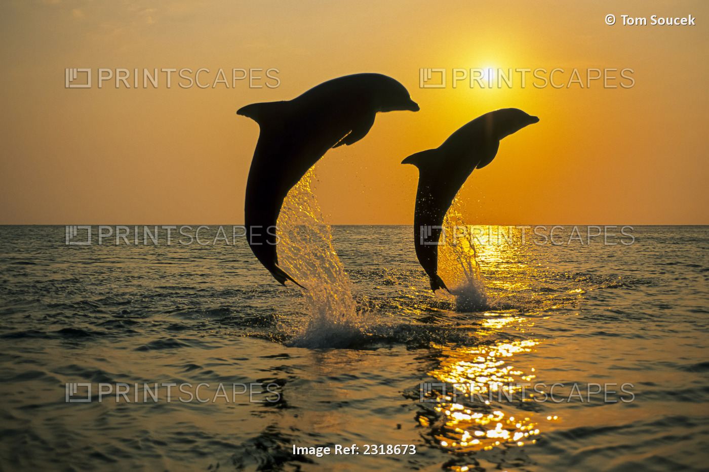 Pair of Bottlenose Dolphins (Tursiops truncatus) jumping out of the water at ...