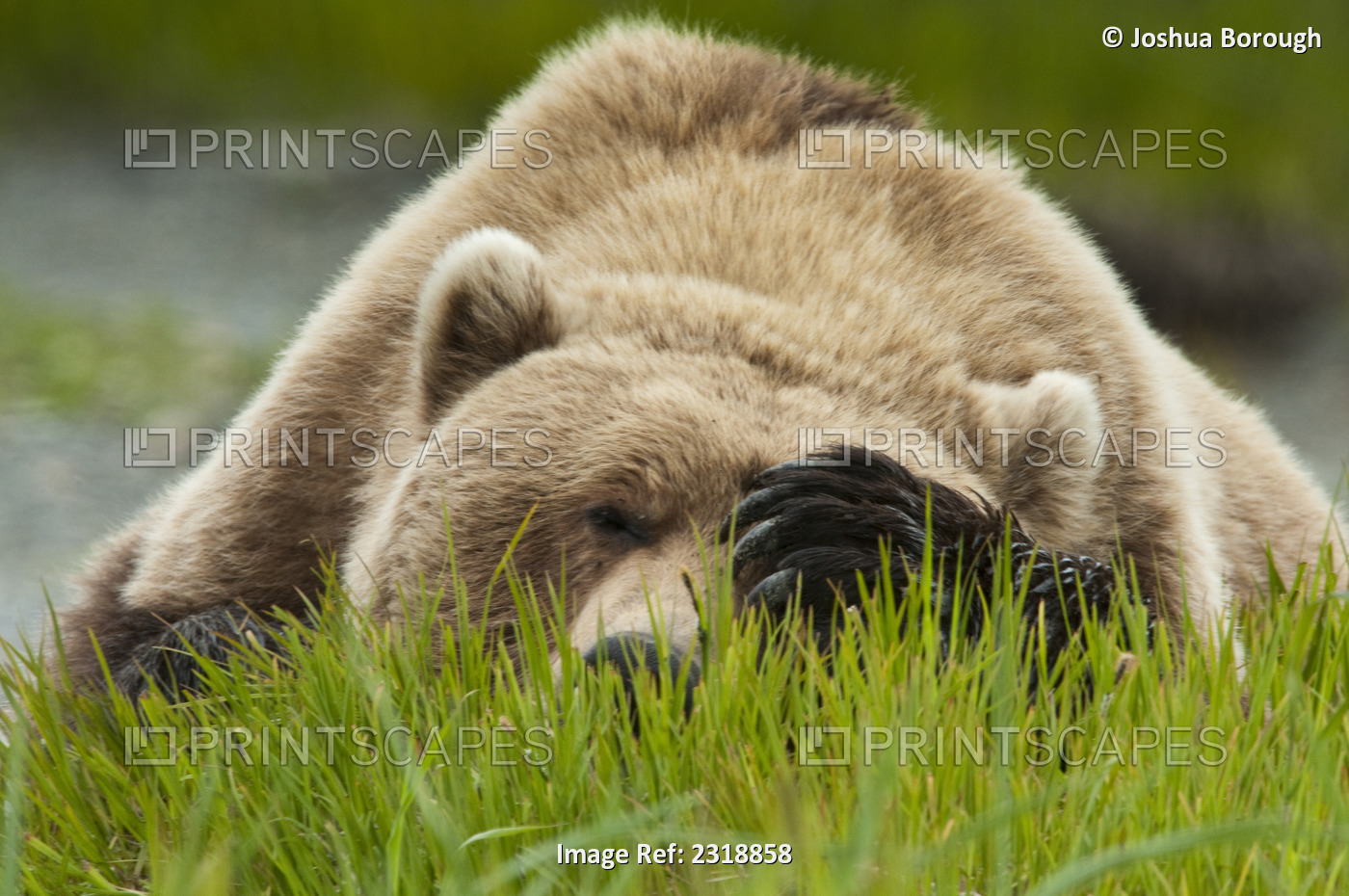 Brown Bear Resting On Sedge Grass With Paw Over Eyes At The Mcneil River State ...