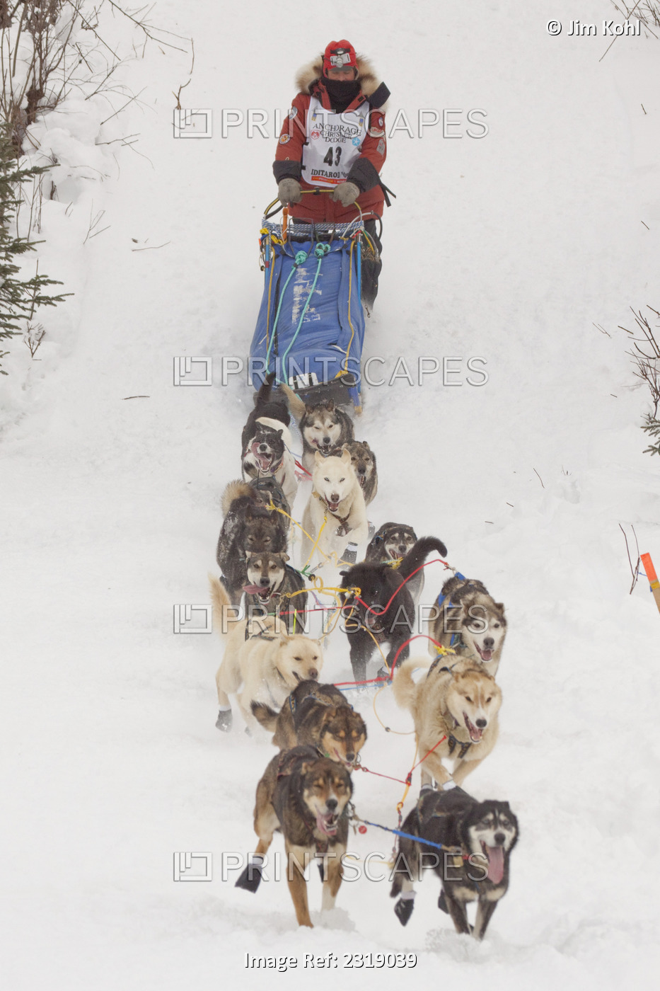 Lou Packer At The Restart Of The 2009 Iditarod In Willow Alaska