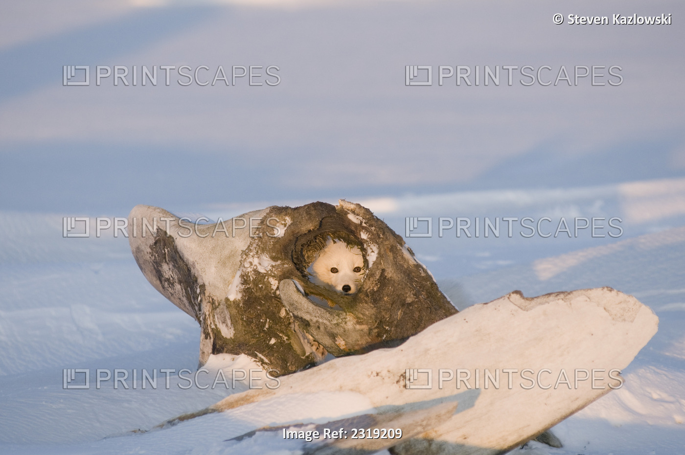 Arctic Fox Feeds On A Bowhead Whale Carcass Along The Arctic Coast, 1002 Area ...
