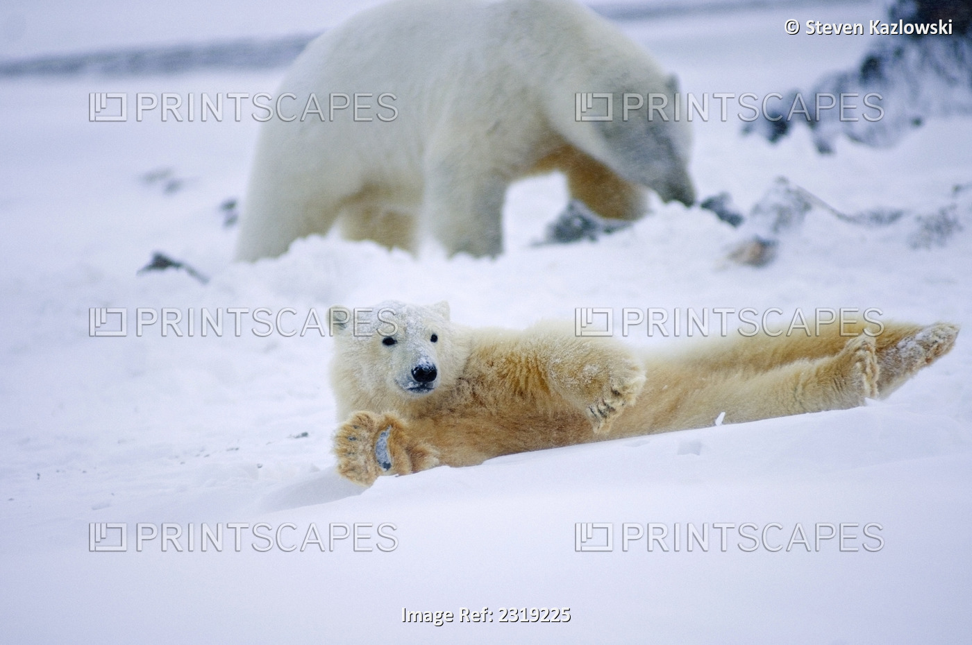 Polar Bear Cub Rolling Around On Ice Pack With Mother In Background 1002 ...