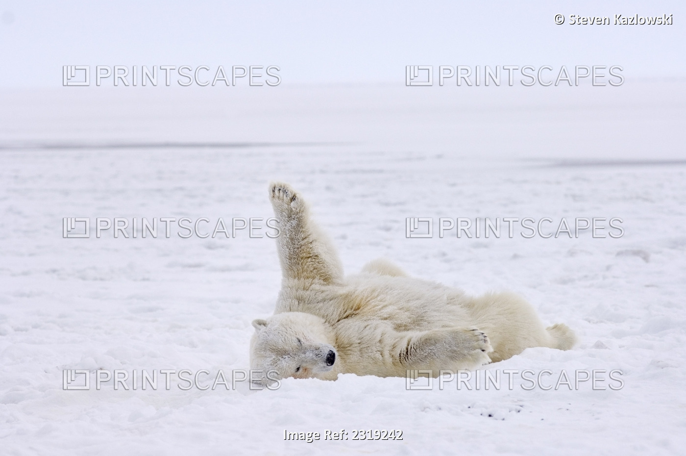 Polar Bear Cub Rolling Around On The Pack Ice 1002 Coastal Plain Of Arctic ...