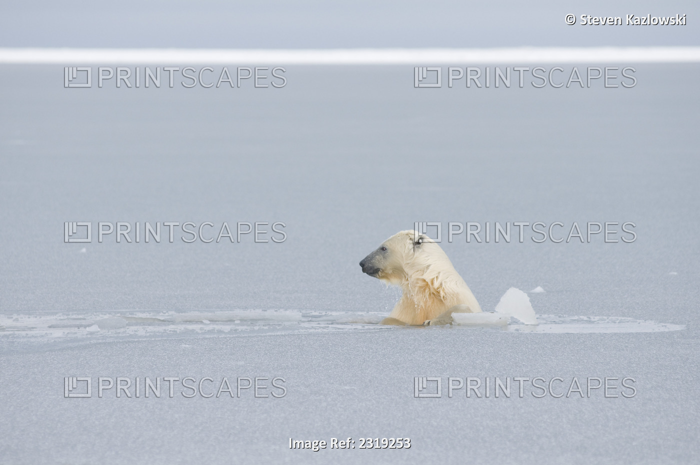 Two-Year Old Sub-Adult Polar Bear Plays In Slushy Newly Forming Pack Ice Along ...