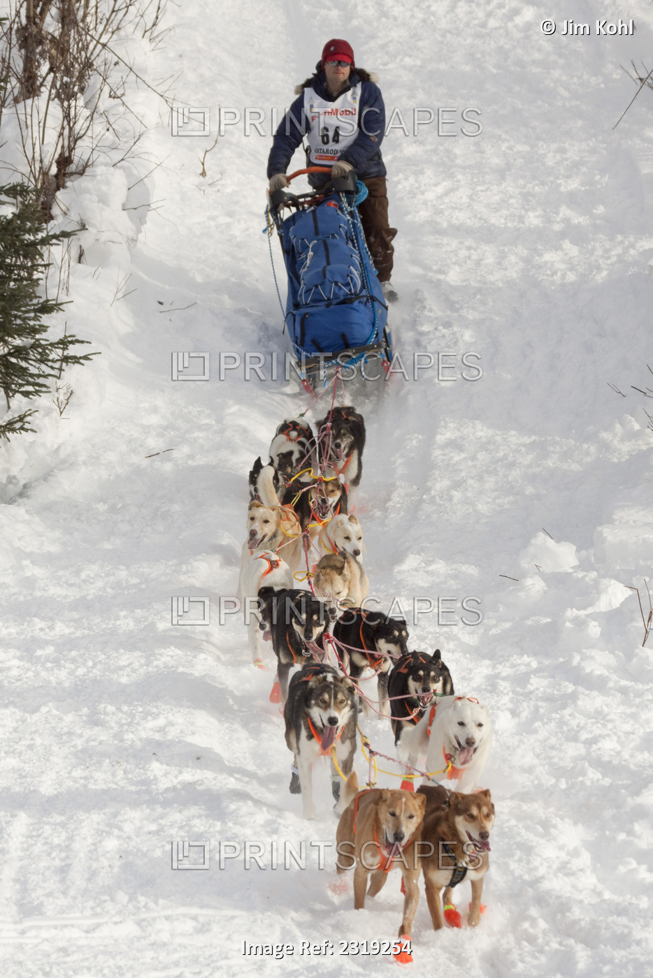 Timothy Hunt At The Restart Of The 2009 Iditarod In Willow Alaska