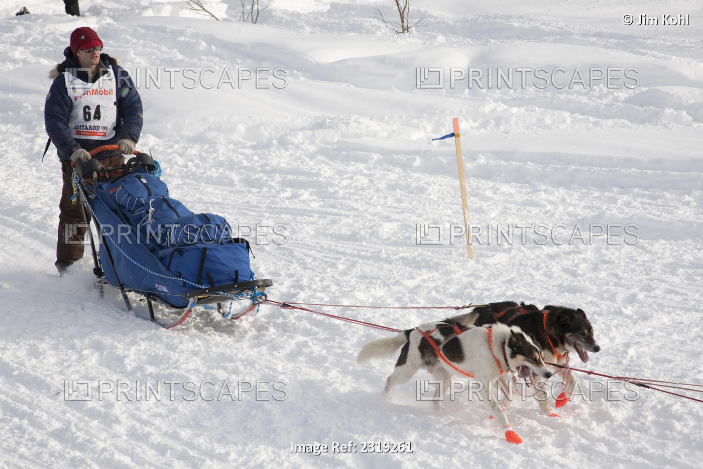 Timothy Hunt At The Restart Of The 2009 Iditarod In Willow Alaska