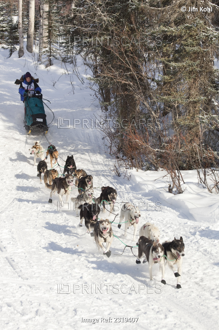 Cindy Gallea Mushing On To Long Lake At The 2010 Iditarod Re-Start, Willow, ...