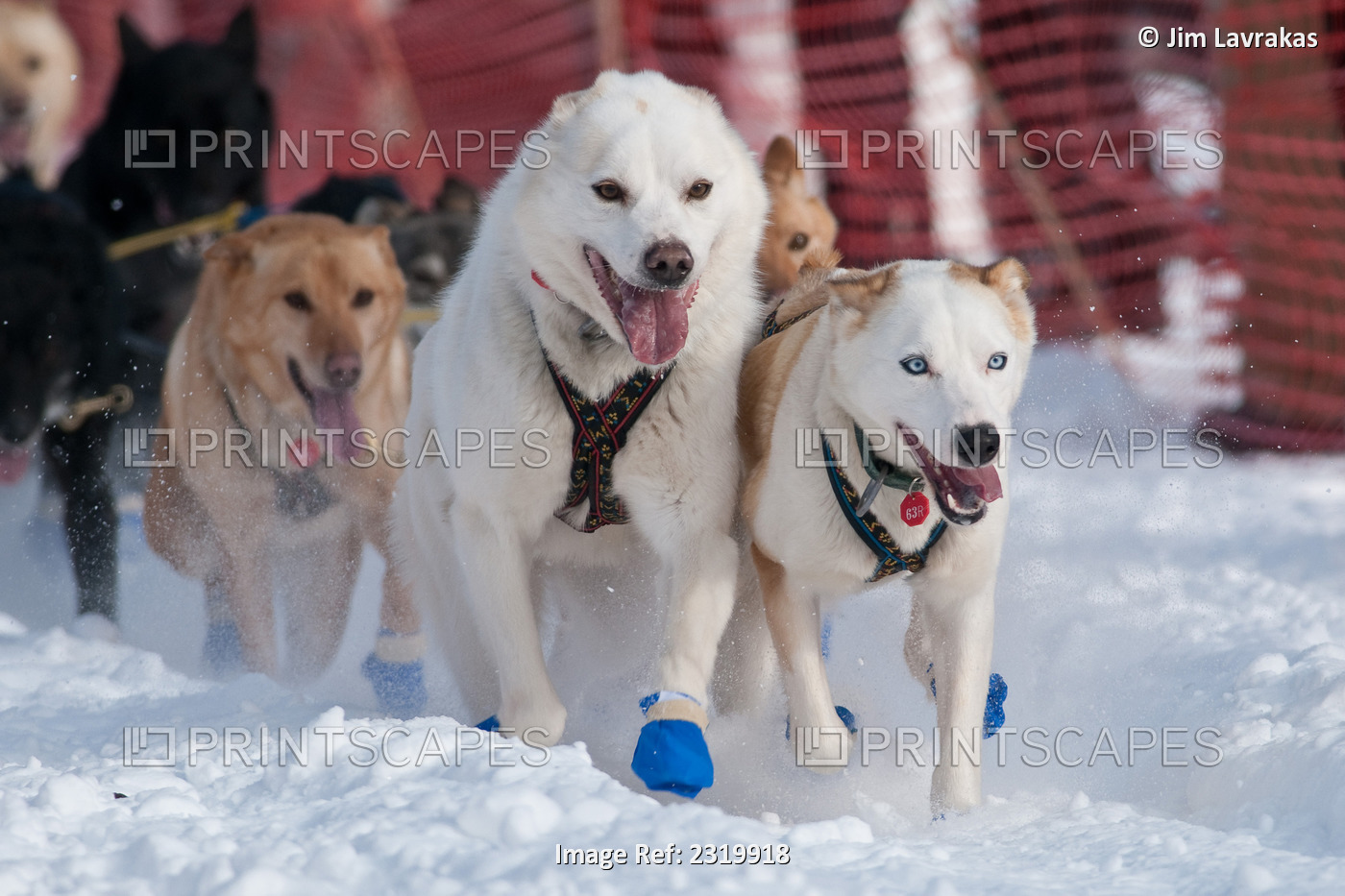 Heather Siirtola's Lead Dogs At The Restart Of The 2009 Iditarod In Willow ...