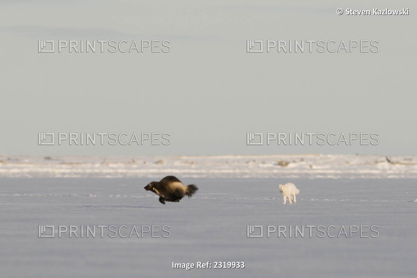 Wolverine Tries To Catch The More Speedy Arctic Fox, Along The Arctic Coast, ...