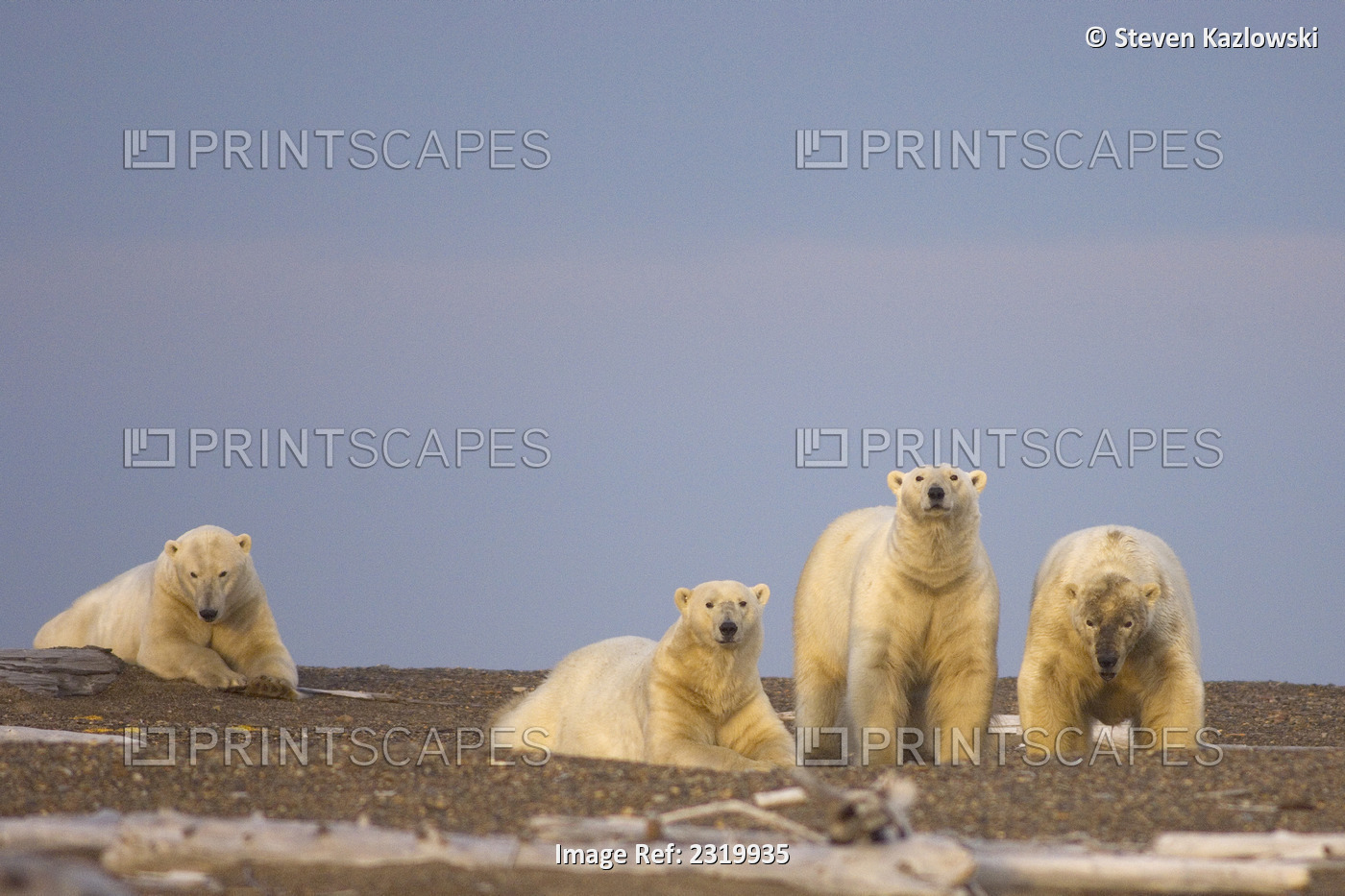 Group Of Polar Bears Males Wait On A Barrier Island For The Ocean To Freeze Up ...