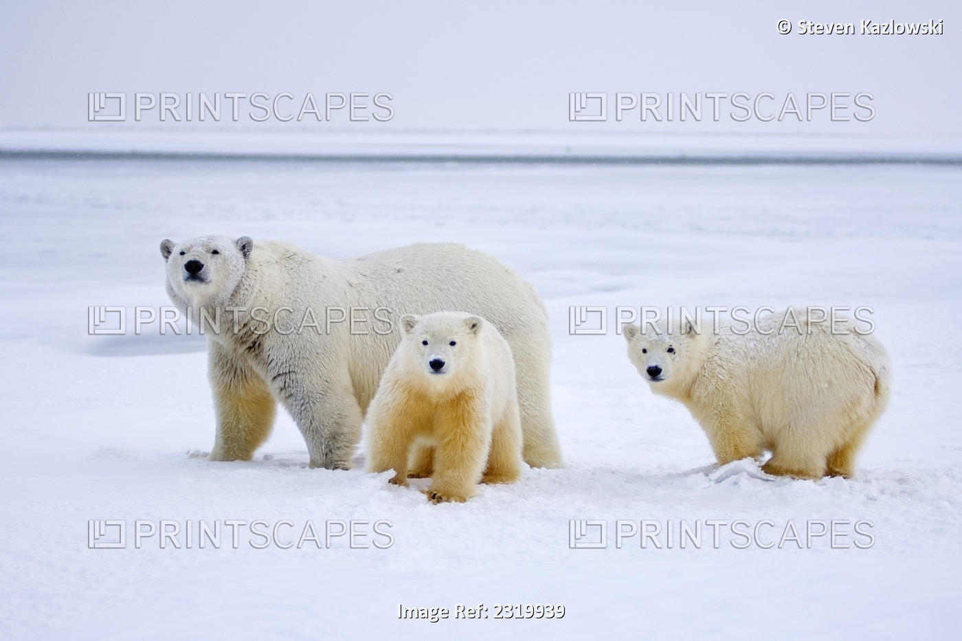 /Npolar Bear Sow With Cubs On Ice Pack 1002 Coastal Plain Of Arctic National ...