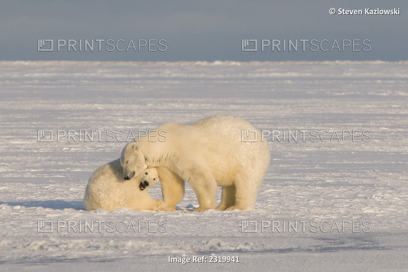 Two Year Old Polar Bear Cub Plays With Its Mother On Newly Formed Pack Ice ...