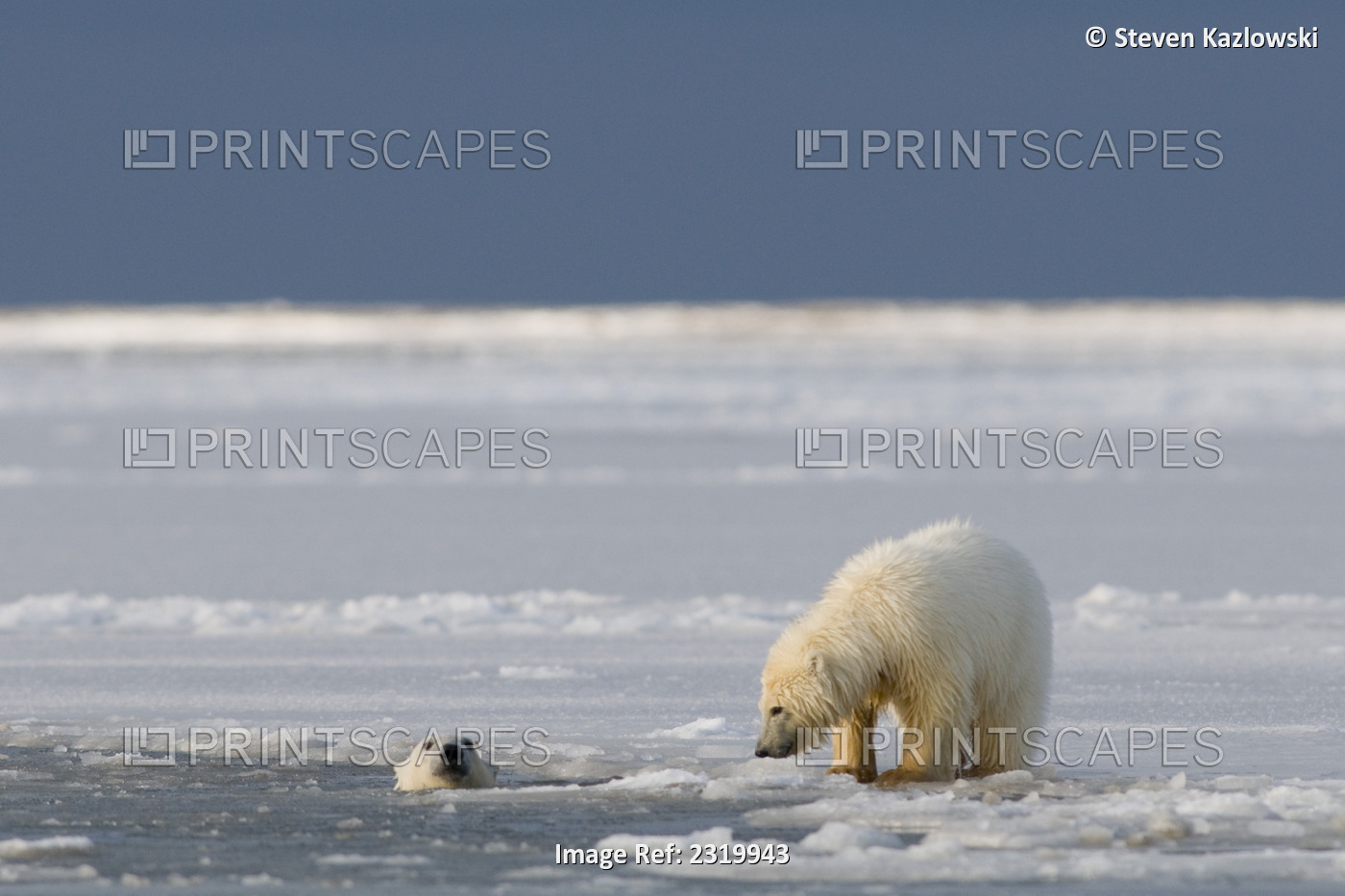 Pair Of Polar Bear Cubs Play In Newly Forming Pack Ice Along The Arctic Coast, ...