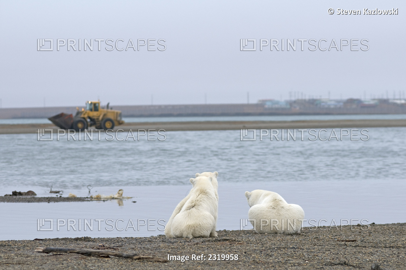 Female Polar Bear With A Pair Of Cubs On A Barrier Island Watch A Loader Go By ...