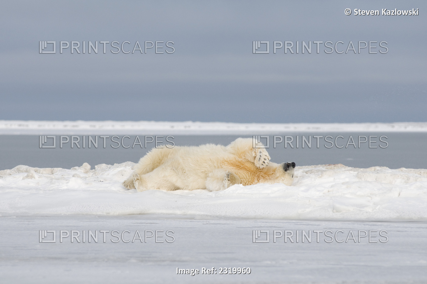 Polar Bear Rolls Around On Snowcovered Pack Ice Along The Arctic Coast, 1002 ...