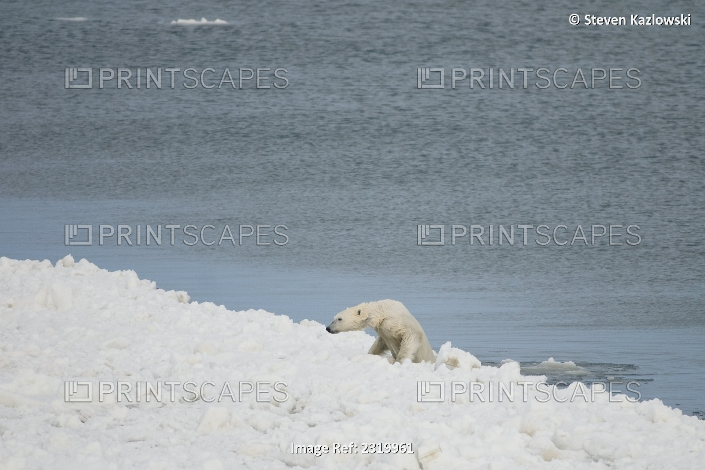 Polar Bear Climbs Out Of An Open Lead Onto Rough Pack Ice As It Travels The ...