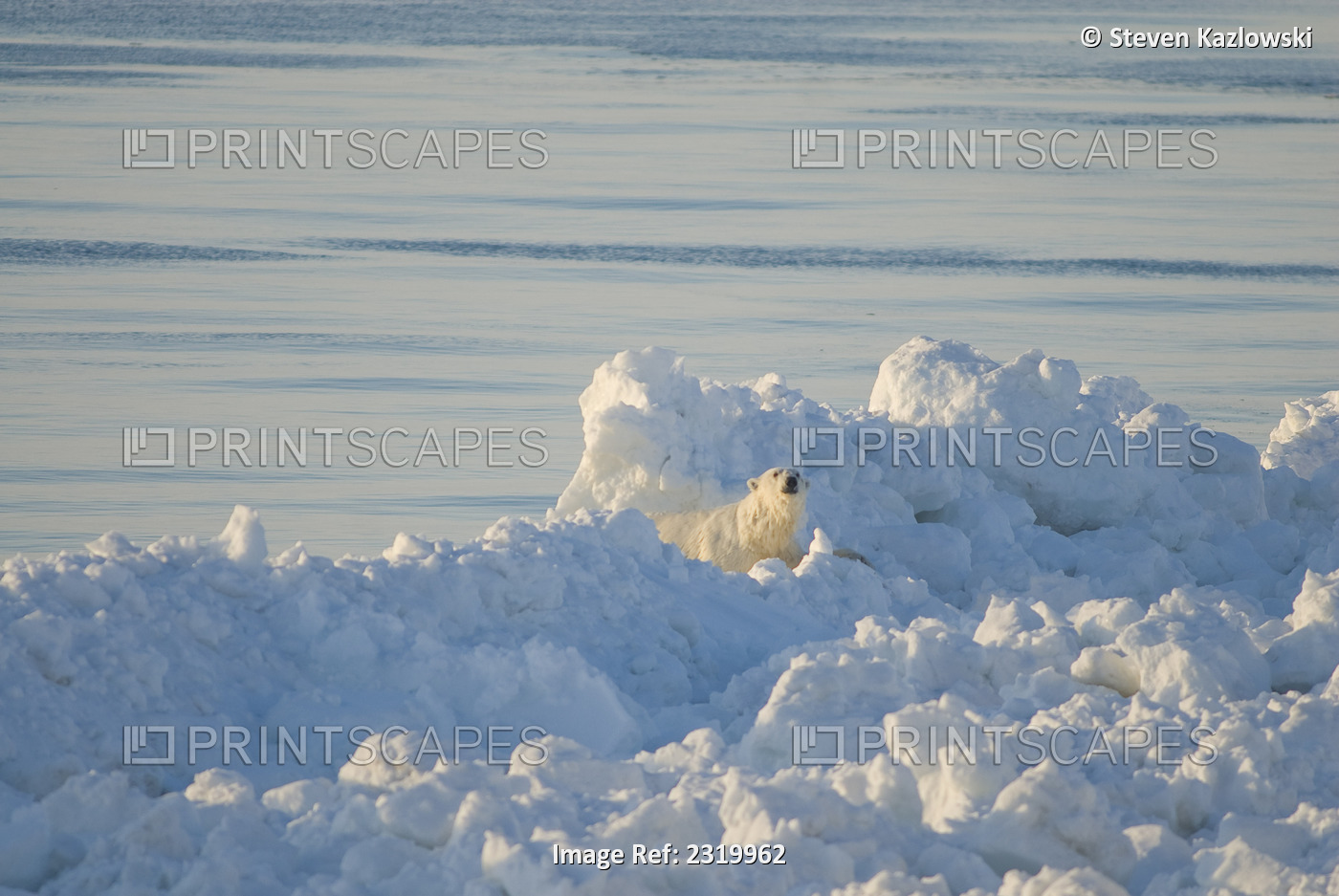 Polar Bear Travels Through Rough Pack Ice Over The Chukchi Sea In Search Of ...