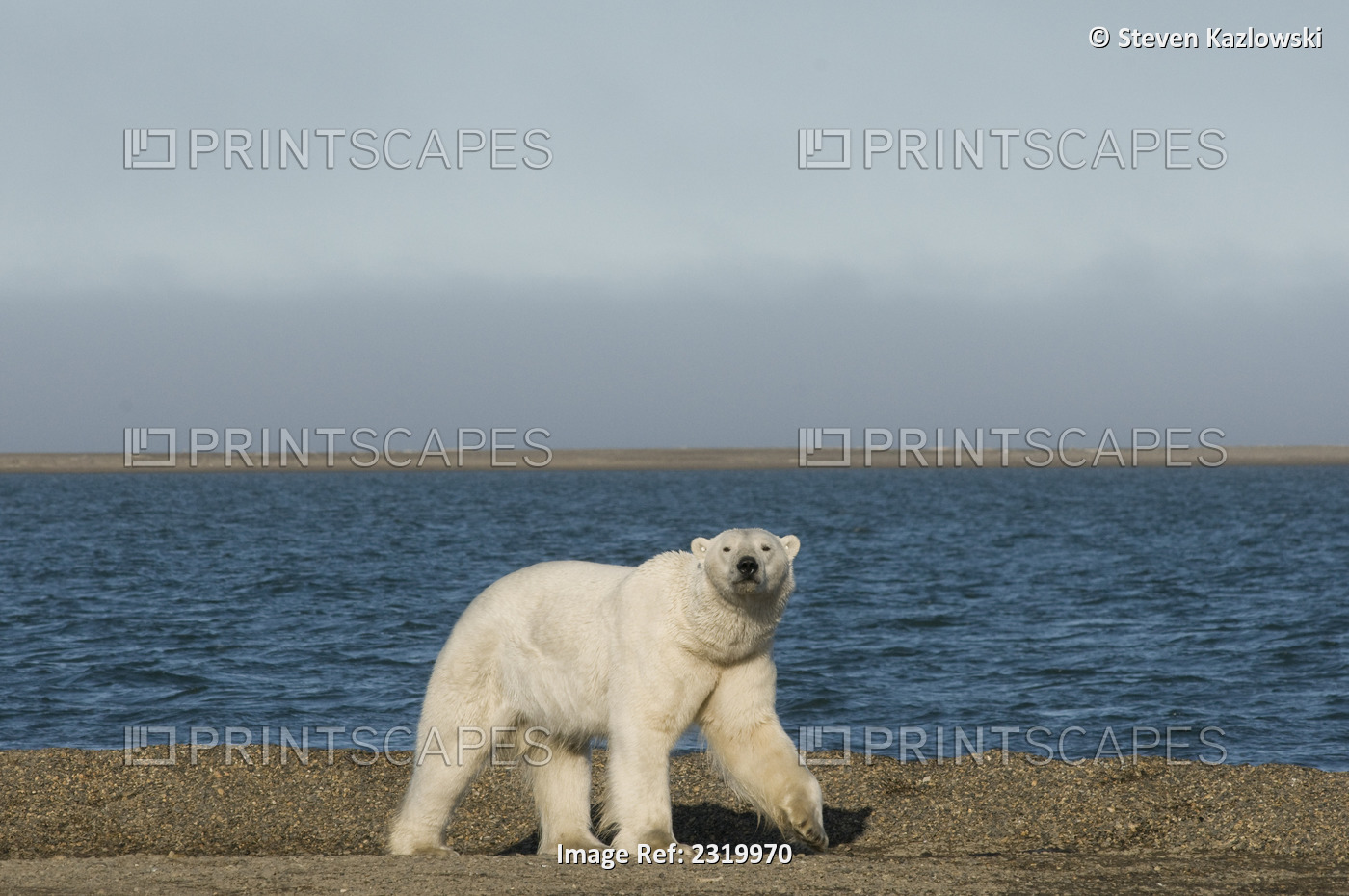 Polar Bear Boar Walks Down The Beach In Search Of Food In Early Fall, Barter ...