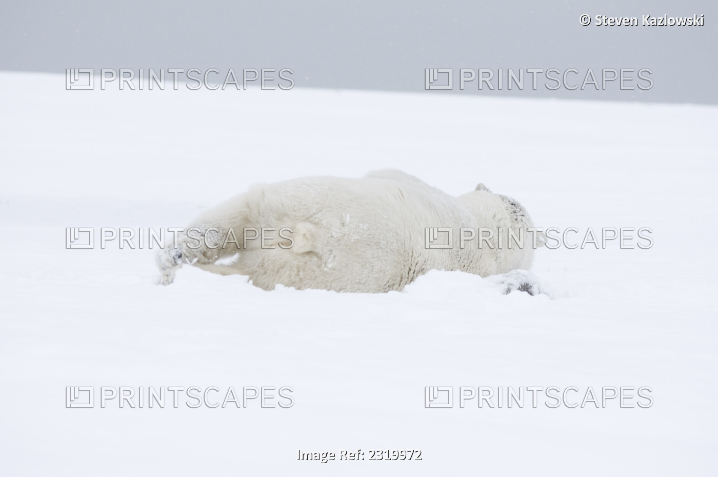 Young Polar Bear Boar Rolling Around In The Snow Along A Barrier Island During ...
